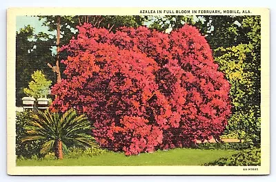 Postcard Azalea In Full Bloom In February Mobile Alabama AL • $4.04