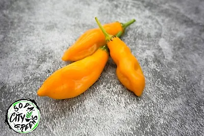 Aji Mango Pepper Seeds 10+ • $4.49