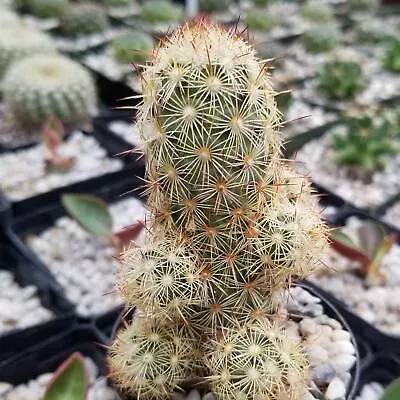 Mammillaria Elongata Pink Nymph Cactus Cacti Succulent Real Live Plant • $7.99