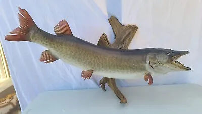 36  Muskellunge Muskie Musky Taxidermy Fish Mount Real Skin Large Drift Wood • $650
