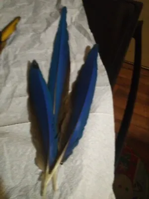 6 Different Mccaw (blue And Gold) Molted Feathers • $30
