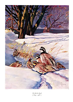 1957 Vintage Print Game Hunting Bobwhite Quail Bird Birds Sport Nature Snow • $24.88