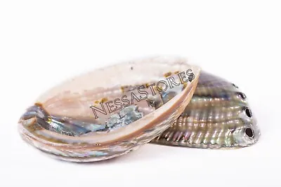 Green Abalone Sea Shell BOTH Side Polished Beach Craft 5  - 6  (2 Pcs) #JC-66 • $36.75