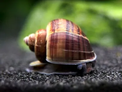 3 Mystery Snails Black W/ Stripes-Live Freshwater Snail For Fish Tank Aquariums • $15