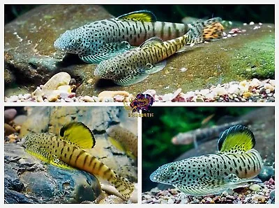 Rare Limited - Pack Of 1 - Spotted Yellow Fin Hillstream Loach Algae Eater • $49.95