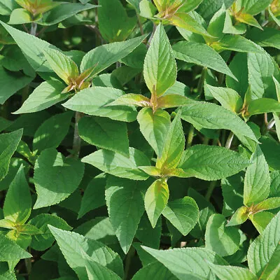 Pineapple Sage 'Pino' Medium Plug Plants X 4. Aromatic Cooking Herb • £9.95