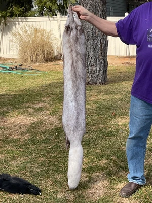 $100 • Buy 100% Real Blue Fox Fur Cape Stole Scarf. Not Vintage. Fresh . Preowned Light Use
