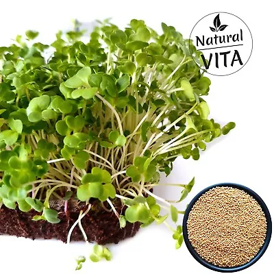 £2.99 • Buy Organic White Mustard Cress / Salad Rape Microgreens Sprouting Seeds 5000 Seeds 
