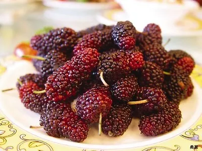 15 MULBERRY Tree Bush Morus Rubra Red Berry Fruit Seeds *Flat S/H • $3