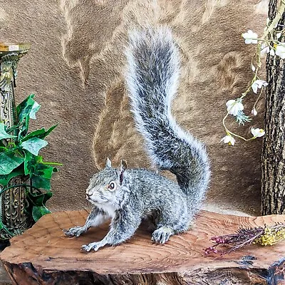 L44t Baby Grey  Squirrel Adorable Specimen Taxidermy Curiosity Oddities • $229.99