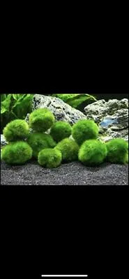 10 X 1.5 Inch Marimo Moss Ball (Cladophora Live Aquarium Plant) Fish Tank Plant • $85