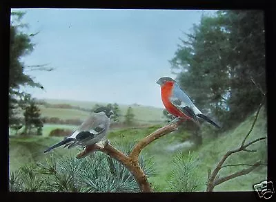 £15 • Buy Glass Magic Lantern Slide EUROPEAN BIRDS NO1 BULLFINCH ORNITHOLOGY PHOTO 