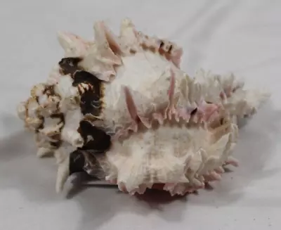 Murex Ramosus Horned Spiny Pink Real Sea Shell 5  • $24.99