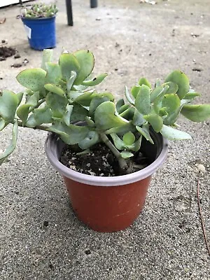 Crassula Ovata ‘wavy Jade’ Money Tree’ 4inches • $10