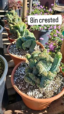 Cactus Plant - Crested Myrtillocactus Geometrizans : Dinosaur Back - In 8” Pot • $150