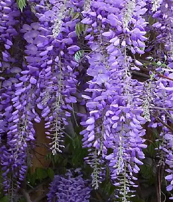 £1.60 • Buy WISTERIA SINENSIS  Glicinia 4 Semillas - Seeds Bonsai  Enredadera Trepadora