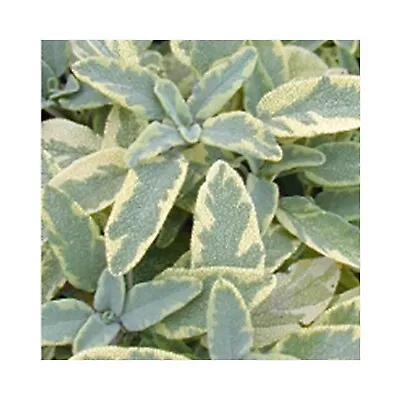 6 Golden Sage Herb Plug Plants *Perennial Herb* Herb Plants - Grow Your Own • £12.99