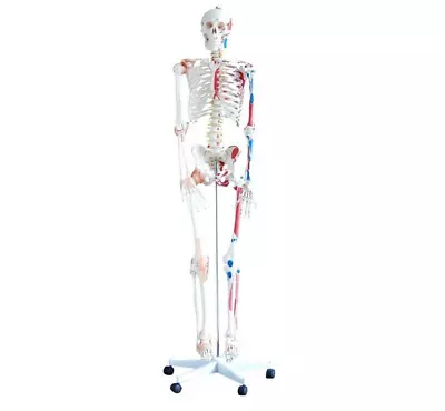 Skeleton With Muscles And Ligaments 180cm Tall Anatomical Human Model • $705.56