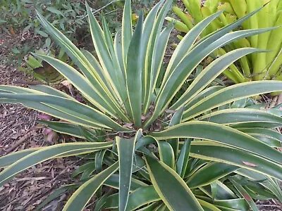 Variegated Smooth Agave • $9.50