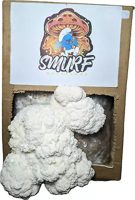 Lions Mane Mushroom Grow Kit - Ready To Fruit - 1.8KG - Easy Grow • £17.99