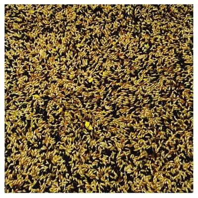 Bucktons No.1 Mixed Canary 500g 1 2 5 & 10kg Cage Aviary Bird Seed Loose Bag • £13.69