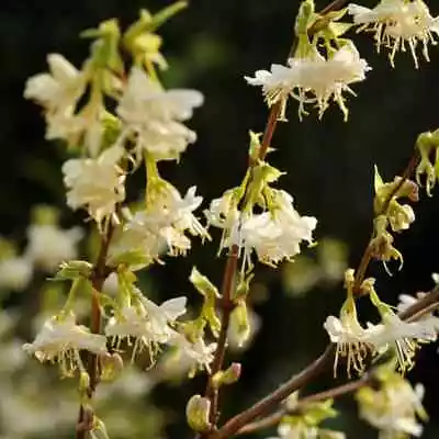 Lonicera Winter Beauty Semi Evergreen Flowering Fragrant Honeysuckle Climber • £4.50