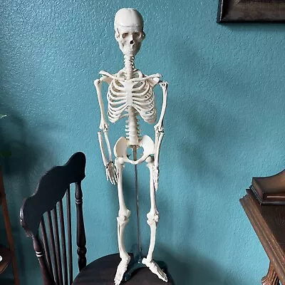 33  Anatomical  Skeleton Medical Teaching Model +Stand Jointed/Ships From U.S. • $49.99