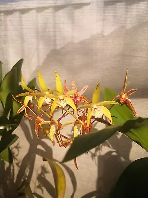 $150 • Buy Dendrobium Sheena  Crepe Suzette 