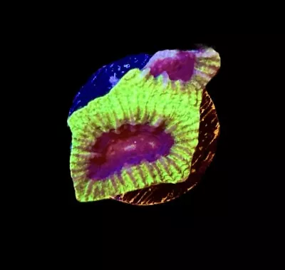 Moon Beam Favia Coral Frag -  WYSIWYG -CHECK OUT OUR EBAY STORE • $19.99