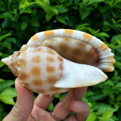 7-8cm Large Natural Conch Sea Shells Rare Clam Fish Tank Aquarium DIY Decoration • $5.40