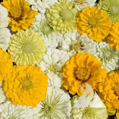 Zinnia LEMON MERINGUE Mix Flowers Pollinators Butterflies Love Non-GMO 100 Seeds • $3.98