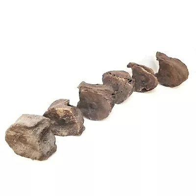 Six Piece Set Mastadon Mastodon Vertebrae Spine Mammal Museum Quality Florida • $520