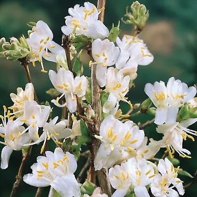  Lonicera Winter Beauty Semi Evergreen Flowering Honeysuckle Climber • £3.99