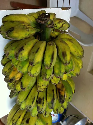  Plantain Banana Tree Saba Musa Plantation Fruit Easy Quick Shade Get 20 Ft Tall • $55.99