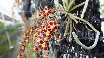 Chiloschista Lunifera Miniature Fragrant Orchid Plant Species BLOOM + CERTIFICAT • $29.99