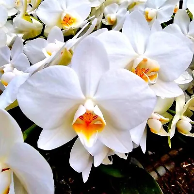 Phalaenopsis Sogo Watch Mini White (Single Spike) • $24.90