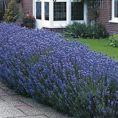 Lavender- Munstead- 50 Seeds- BOGO 50% Off SALE • $3.79