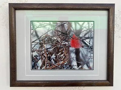 Thomas Mangelsen  Colors Of Winter  Cardinal Nebraska Framed Photography  • $250