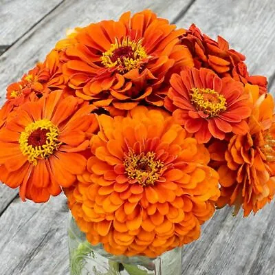 25 Orange King Zinnia Seeds  • £2.39