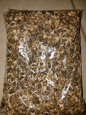 1000.. Moringa Seeds - US Customs Cleared - FROM MEXICO • $14.99