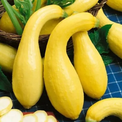 Zucchini Yellow Straightneck- 10 Seeds HEIRLOOM Vegetable • $3.66