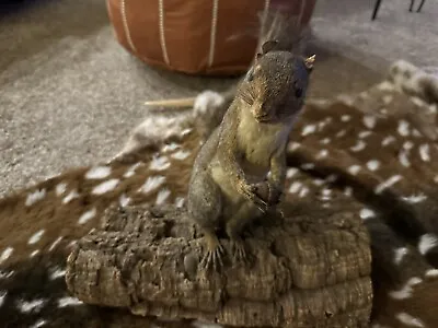 Vintage Squirrel Taxidermy On Log • $90