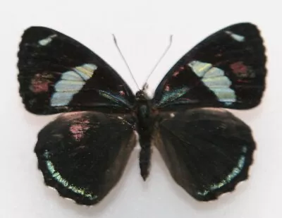 Butterfly X1 Female Callicore (Diaethria) Clymena Aurelia (Trinidad) Endemic • $4.99