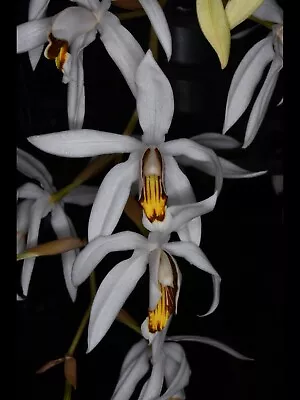 Orchid Species Coelogyne Kailiana ( 5” Pot ) • $50