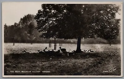 The Deer Magdalen College Oxford England Vintage Postcard Postmark 1955 • £5