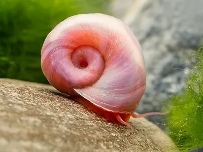 £6 • Buy 3 X Pearl Pink Ramshorn Snails  Aquarium/pond  Feeder Algae  Clean Up Crew 