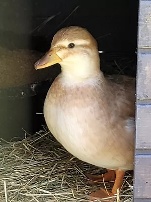 11+3 Call (dwarf Size) Duck Hatching Eggs (Mix Of Separate Pens) • $49.98