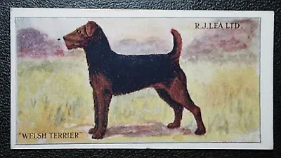 WELSH TERRIER   Original 1920's Vintage Card  CD26 • $7.57