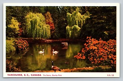 Swans At Stanley Park Vancouver British Columbia Canada VINTAGE Postcard • $4.79