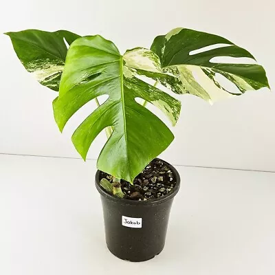 Variegated Monstera Deliciosa Borsigiana Named  Jakob  - Established - Albo • $100